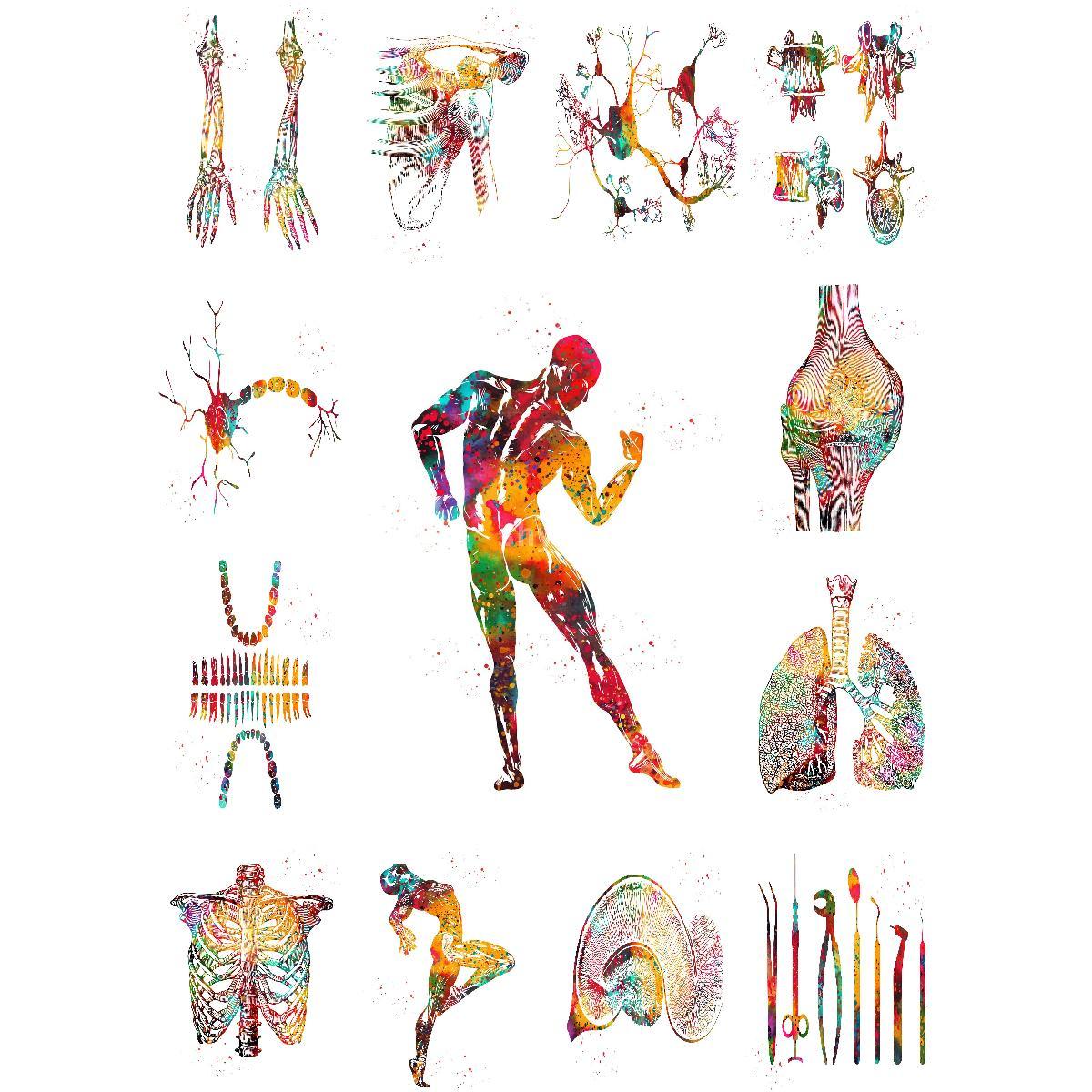 Anatomical Muscle Structure Po - Interior Design Landscape ulasan dan harga